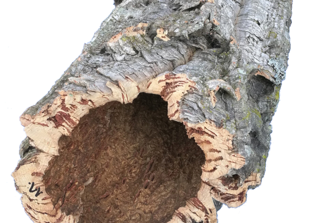 Naturalna tuba korkowa, duża o średnicy 15-25 cm - wyprzedaż!