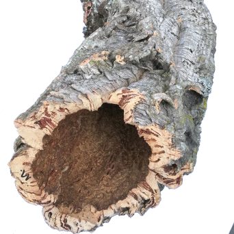 Naturalna tuba korkowa, duża o średnicy 15-25 cm - wyprzedaż!
