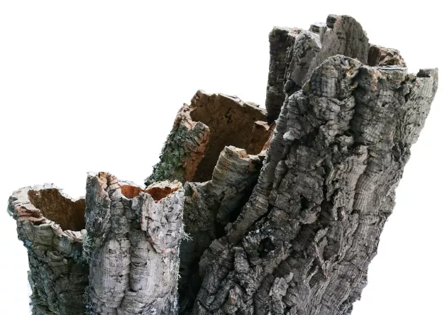 Tuba korkowa kora surowa