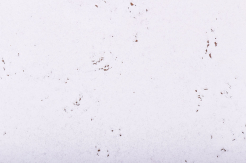 korek dekoracyjny DECORATIVE SNOW 3mm