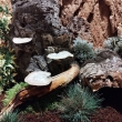 Kora korkowa naturalna