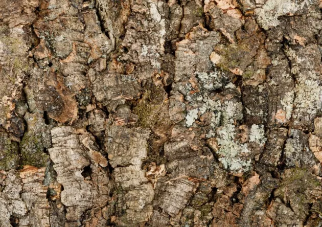 Korek ścienny VIRGIN kora dębu korkowego