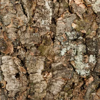 Korek ścienny VIRGIN kora dębu korkowego