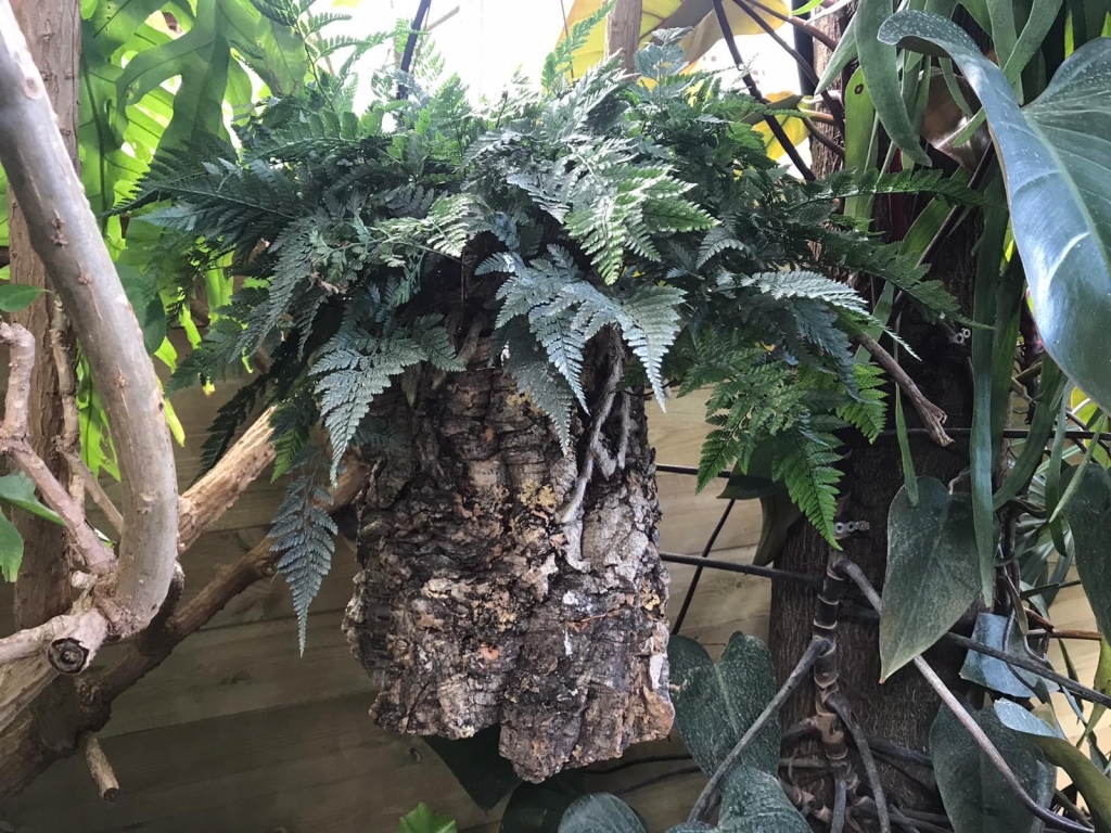 Kora dębowa z korka naturalnego w terrarium