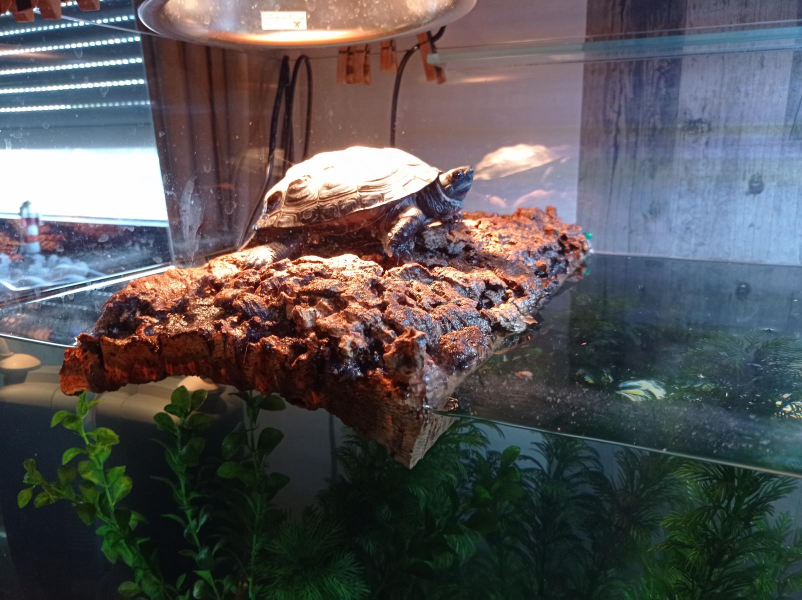 żółw na korze dębu korkowego w terrarium