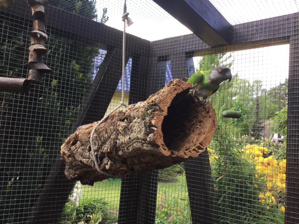 papuga na tubie korkowej w zoo