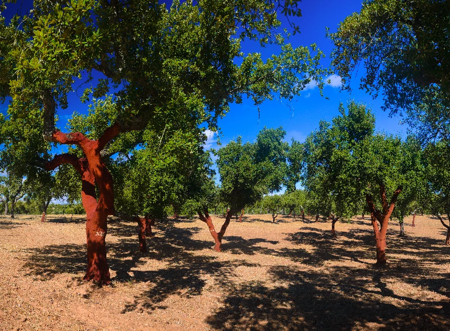 Chciałbyś mieć ekologiczną ścianę? Wypróbuj korek!