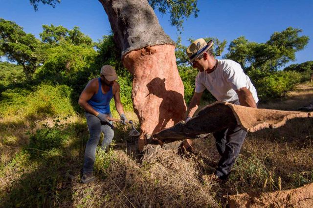 Turystyka w lasach korkowych Turystyka w lasach korkowych