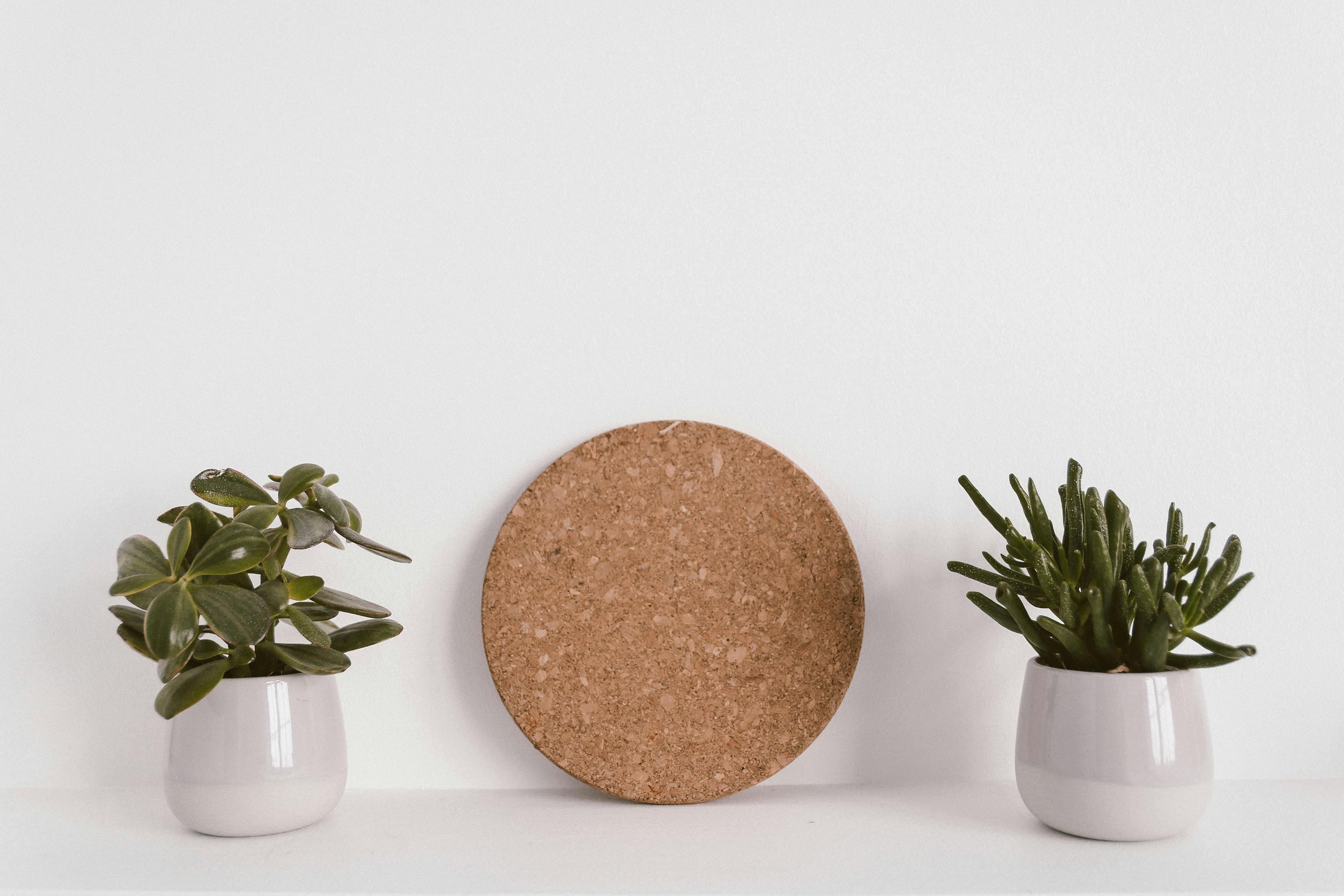 Dlaczego korek jest ekologicznym wyborem?