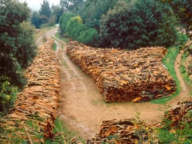 Dlaczego korek jest ekologicznym wyborem?