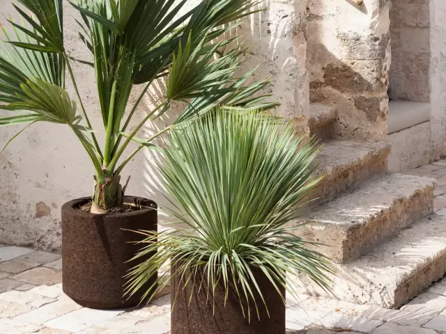 Wpływ korka na zdrowie i komfort użytkowania w domu 